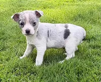 Dallas, a male Chihuahua for sale in New Baltimore, MI – 5 of 5