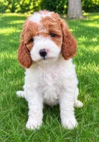 Bonnie, a female Cavapoo for sale in New Baltimore, MI – 3 of 4