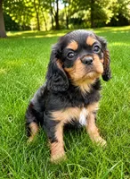 Rosie, a female Cavalier King Charles Spaniel for sale in New Baltimore, MI – 2 of 5