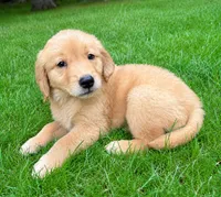 Sadie, a female Golden Retriever for sale in New Baltimore, MI – 3 of 3