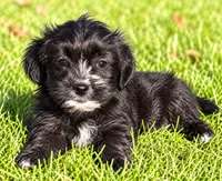Benji, a male Shihpoo for sale in New Baltimore, MI – 2 of 4