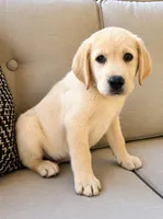 Scout, a male Labrador Retriever for sale in New Baltimore, MI – 2 of 5