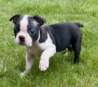 Charlie, a male Boston Terrier for sale in New Baltimore, MI – 2 of 6