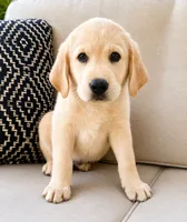 Scout, a male Labrador Retriever for sale in New Baltimore, MI – 3 of 5