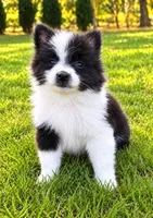 Abby, a female Pomeranian for sale in New Baltimore, MI – 4 of 4