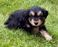 Poppy , a female Yorkshire Terrier for sale in New Baltimore, MI – 2 of 5