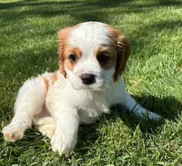Ace, a male Cavalier King Charles Spaniel for sale in New Baltimore, MI – 3 of 4