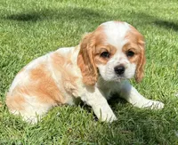 Archie, a male Cavalier King Charles Spaniel for sale in New Baltimore, MI – 2 of 3
