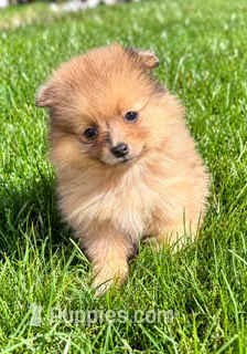 Bailey  – Yorkshire Terrier puppy for sale in New Baltimore, MI