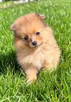 Bailey , a male Yorkshire Terrier for sale in New Baltimore, MI – 1 of 4