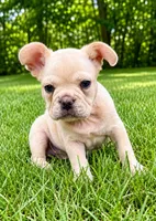 Leo, a male French Bulldog for sale in New Baltimore, MI – 1 of 6
