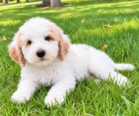 Milo, a male Poodle - Miniature  for sale in New Baltimore, MI – 2 of 4