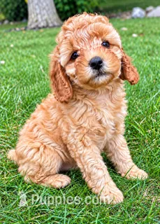 Buddy – Cavapoo puppy for sale in New Baltimore, MI