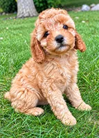 Buddy, a male Cavapoo for sale in New Baltimore, MI – 1 of 5