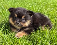 Bentley, a male Yorkshire Terrier for sale in New Baltimore, MI – 3 of 4