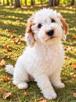 Nash , a male Miniature Goldendoodle for sale in New Baltimore, MI – 3 of 5