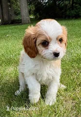 Buddy – Cavapoo puppy for sale in New Baltimore, MI