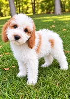Tate, a male Cavapoo for sale in New Baltimore, MI – 2 of 4