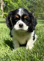 Axel, a male Cavalier King Charles Spaniel for sale in New Baltimore, MI – 4 of 4