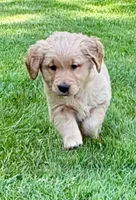Watson , a male Golden Retriever for sale in New Baltimore, MI – 1 of 5