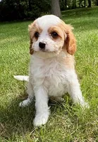 Buddy, a male Cavapoo for sale in New Baltimore, MI – 4 of 6