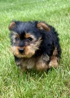 Leo, a male Yorkshire Terrier for sale in New Baltimore, MI – 3 of 5