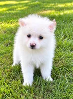 Ace, a male Pomeranian for sale in New Baltimore, MI – 4 of 4