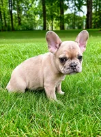 Stella, a female French Bulldog for sale in New Baltimore, MI – 4 of 5