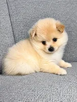 Biscuit , a male Pomeranian for sale in New Baltimore, MI – 2 of 3