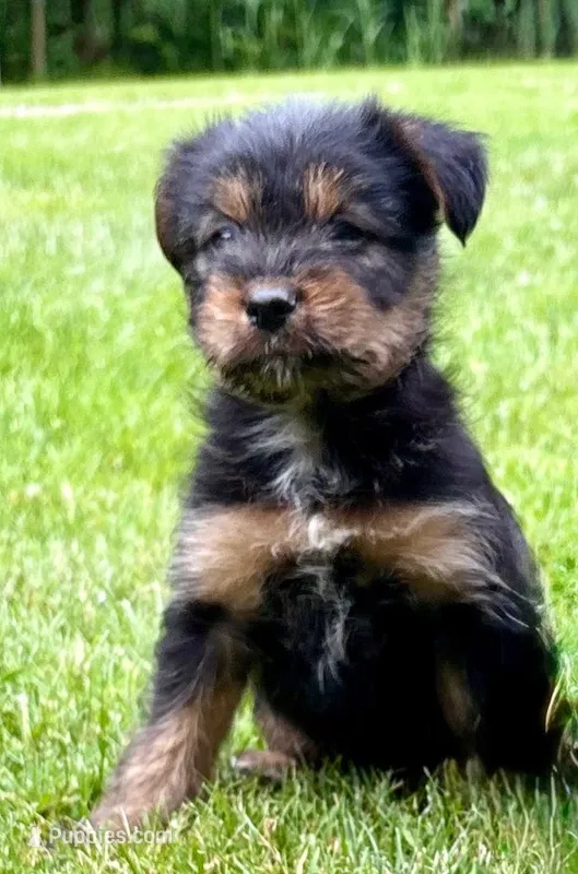 Poppy  – Yorkshire Terrier puppy for sale in New Baltimore, MI