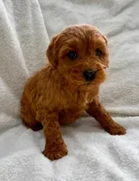 Duke , a male Miniature Goldendoodle for sale in New Baltimore, MI – Photo 5 of 5