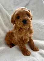 Duke , a male Miniature Goldendoodle for sale in New Baltimore, MI – Photo 2 of 5