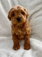 Duke , a male Miniature Goldendoodle for sale in New Baltimore, MI – Photo 1 of 5