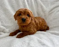 Duke , a male Miniature Goldendoodle for sale in New Baltimore, MI – Photo 3 of 5