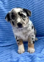 processed/8f94ab9f-9800-4f34-a4a1-be9323ba2a3d/listing/c4e615c5-68dc-40bd-a4cc-0070a9c05683/8d06ae43-c902-46a6-833f-63c6bbcec472