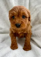 Duke , a male Miniature Goldendoodle for sale in New Baltimore, MI – Photo 4 of 5