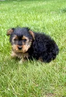 Leo, a male Yorkshire Terrier for sale in New Baltimore, MI – 4 of 5