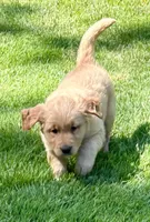 Watson , a male Golden Retriever for sale in New Baltimore, MI – 5 of 5