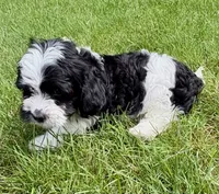 Bo, a male Cavapoo for sale in New Baltimore, MI – 4 of 6