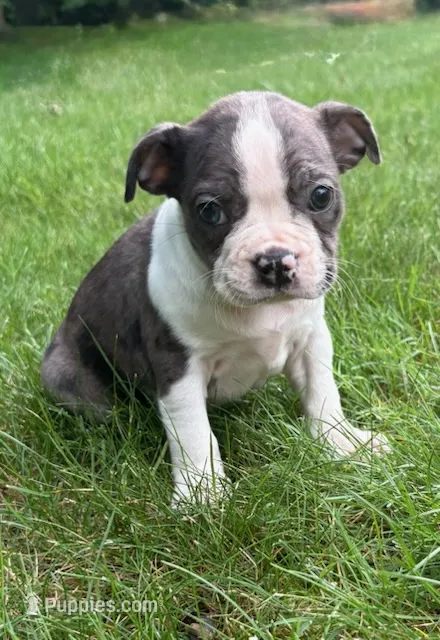 Cooper – Boston Terrier puppy for sale in New Baltimore, MI