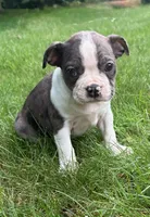 Cooper, a male Boston Terrier for sale in New Baltimore, MI – 1 of 5