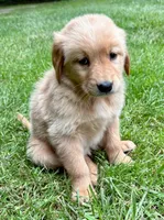 Murphy, a female Golden Retriever for sale in New Baltimore, MI – 6 of 6