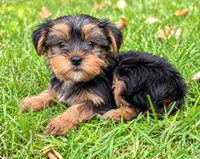 Winston, a male Yorkshire Terrier for sale in New Baltimore, MI – 4 of 4