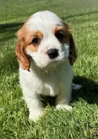 Ace, a male Cavalier King Charles Spaniel for sale in New Baltimore, MI – 4 of 4