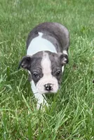 Cooper, a male Boston Terrier for sale in New Baltimore, MI – 3 of 5