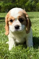 Archie, a male Cavalier King Charles Spaniel for sale in New Baltimore, MI – 3 of 3