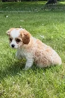 Buddy, a male Cavapoo for sale in New Baltimore, MI – 6 of 6