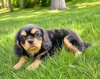 Rosie, a female Cavalier King Charles Spaniel for sale in New Baltimore, MI – 4 of 5