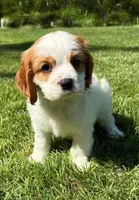 Ace, a male Cavalier King Charles Spaniel for sale in New Baltimore, MI – 2 of 4