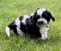Bo, a male Cavapoo for sale in New Baltimore, MI – 2 of 6